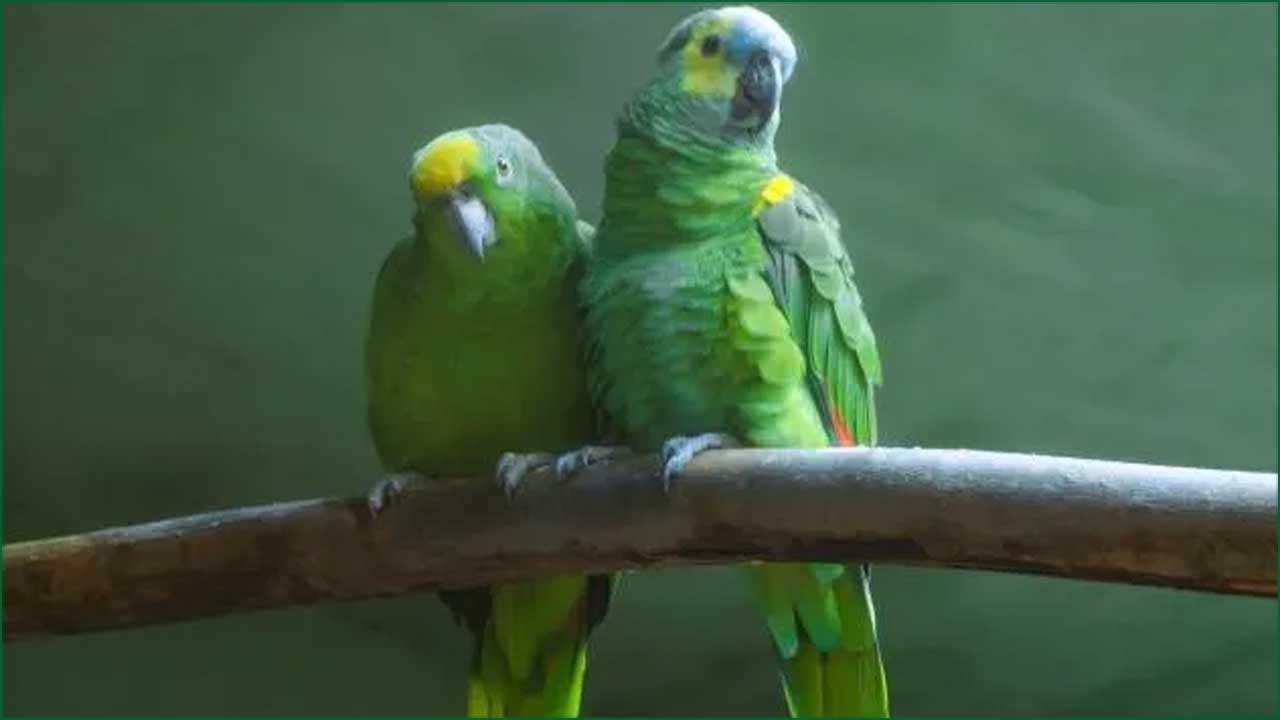 Responsive image