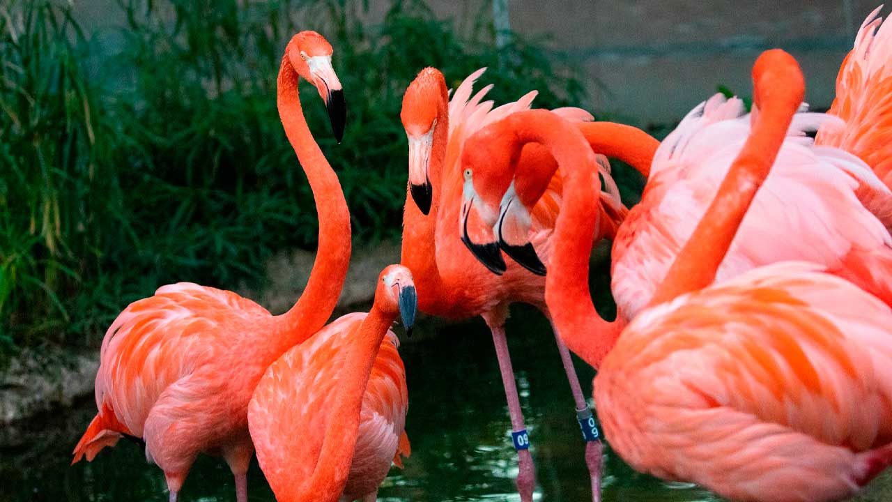 Responsive image